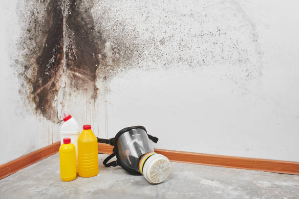 Best Black Mold Removal  in North Miami, FL