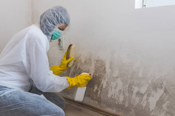 Best Attic Mold Removal  in North Miami, FL